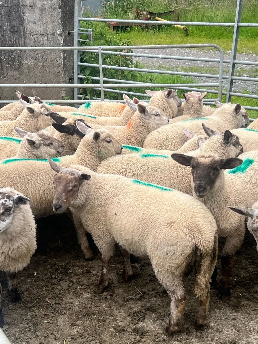 Store lambs - Image 1