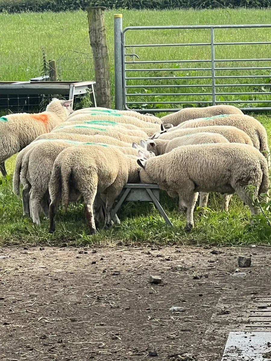 Store lambs - Image 2