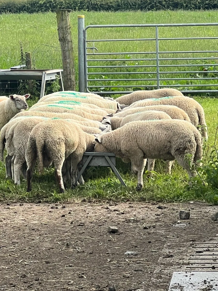 Store lambs - Image 3