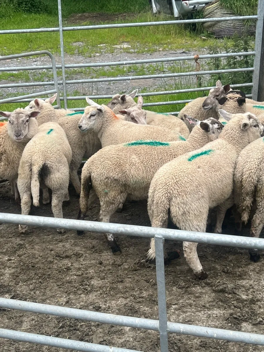 Store lambs - Image 4