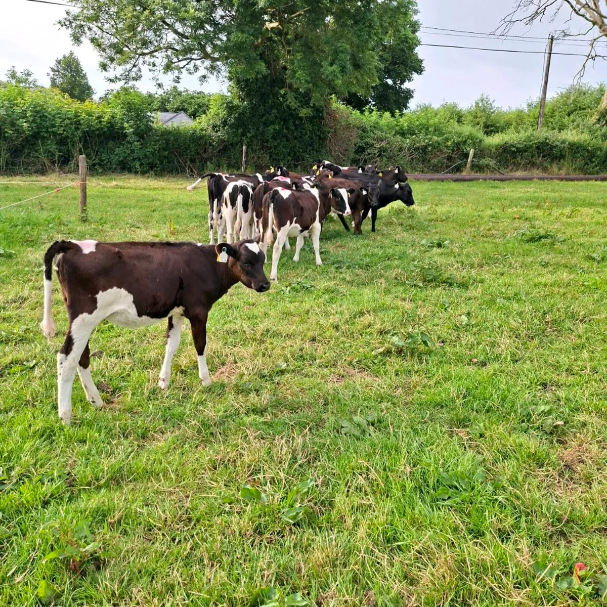 Fr heifer calves - Image 2