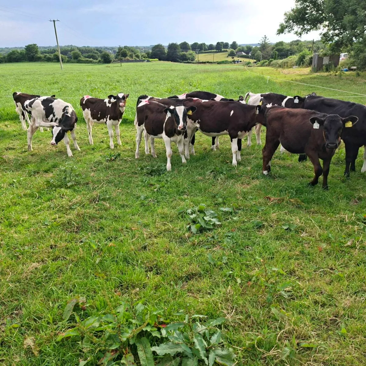 Fr heifer calves - Image 3