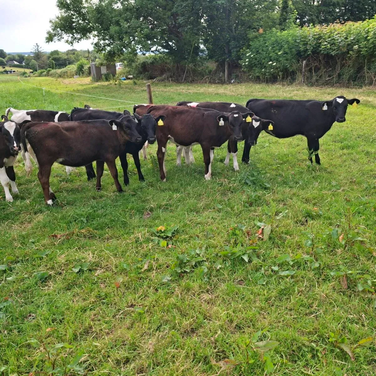 Fr heifer calves - Image 4