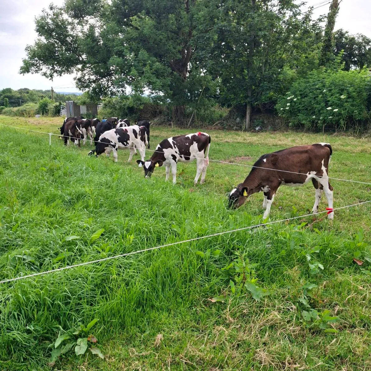 Fr heifer calves - Image 1