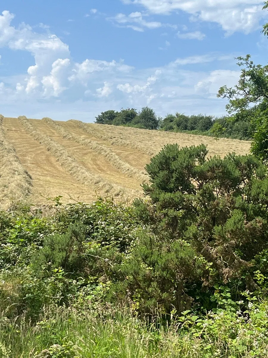 Haylage - Image 1