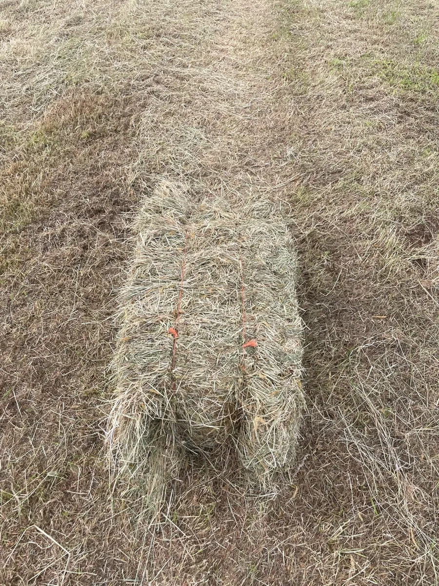 Square bales of Hay - Image 2