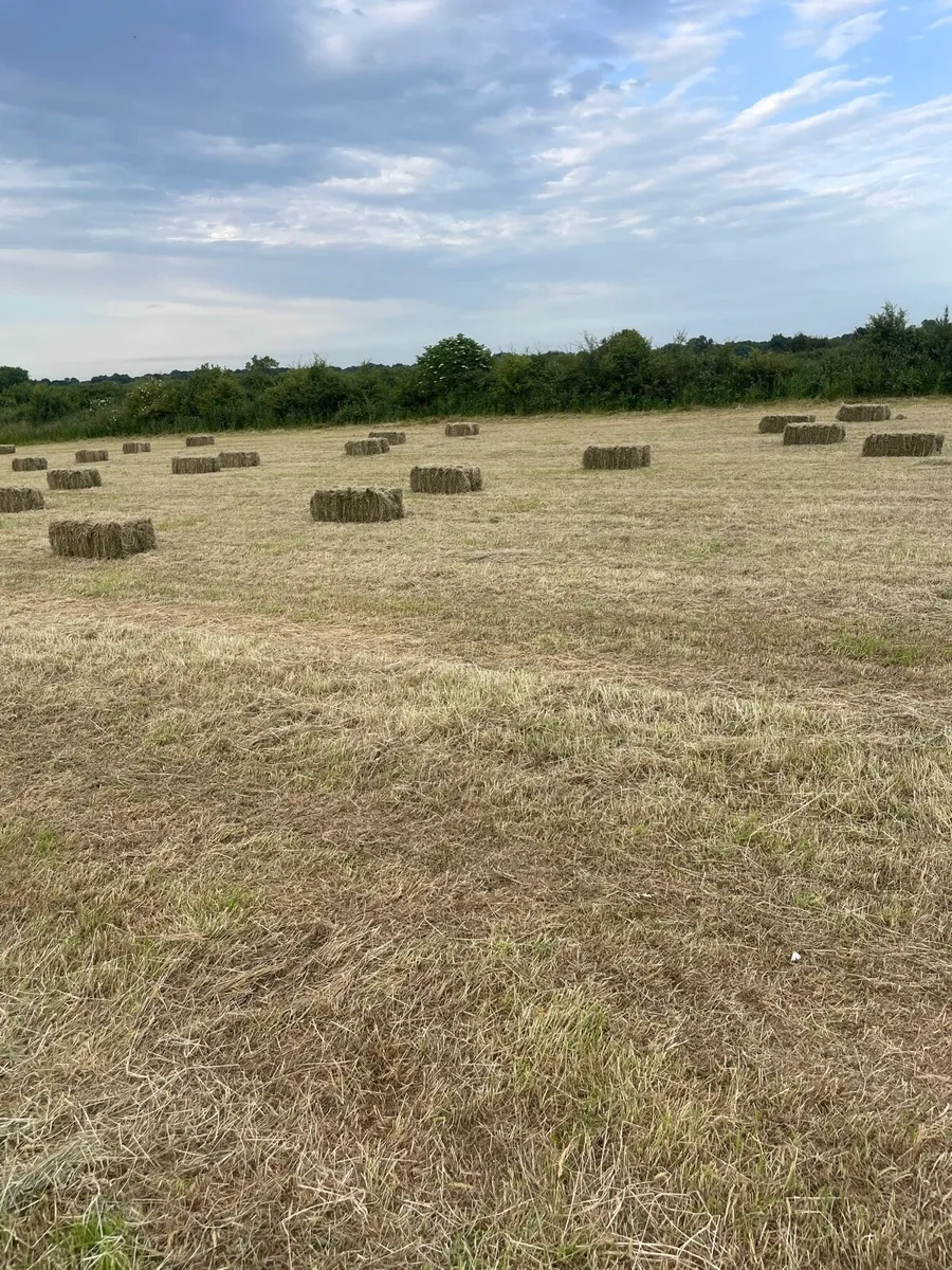 Square bales of Hay - Image 3