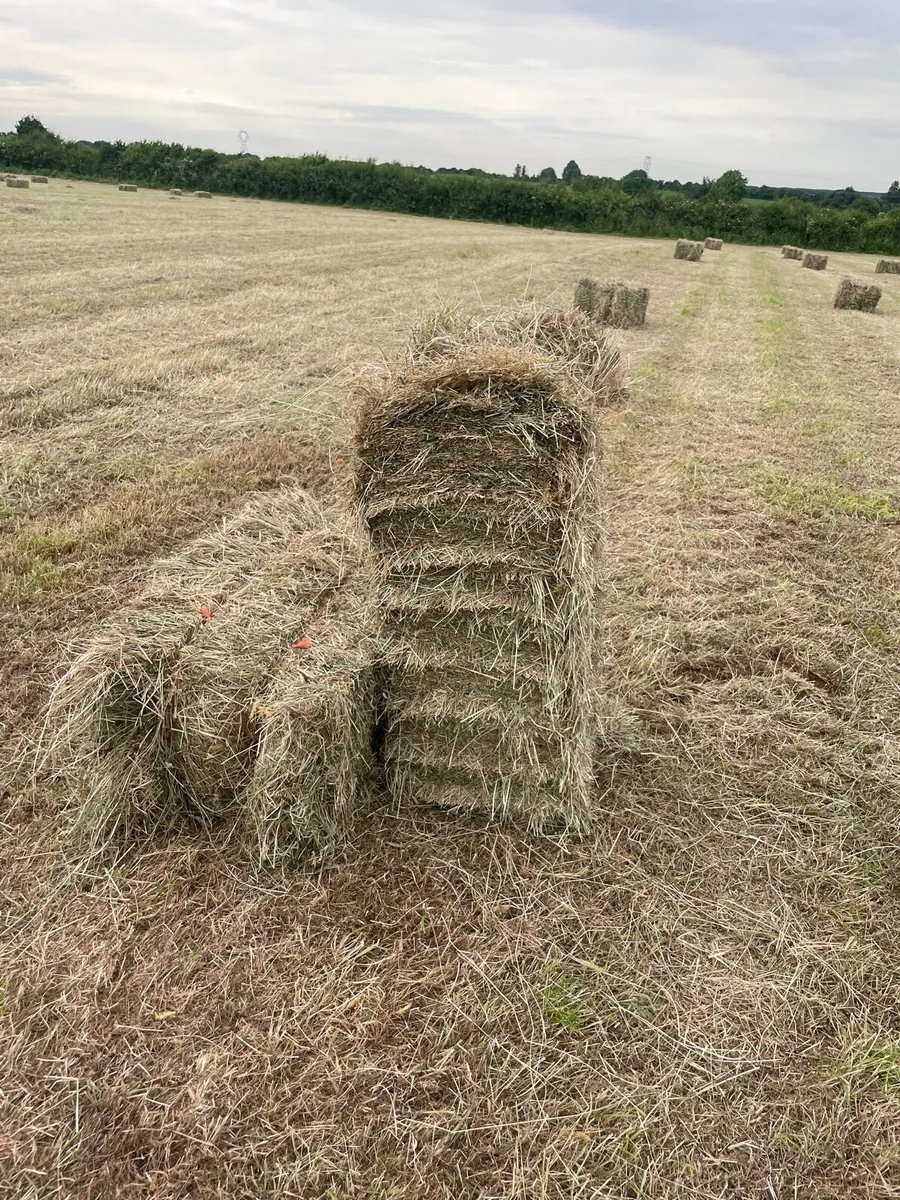 Square bales of Hay - Image 1