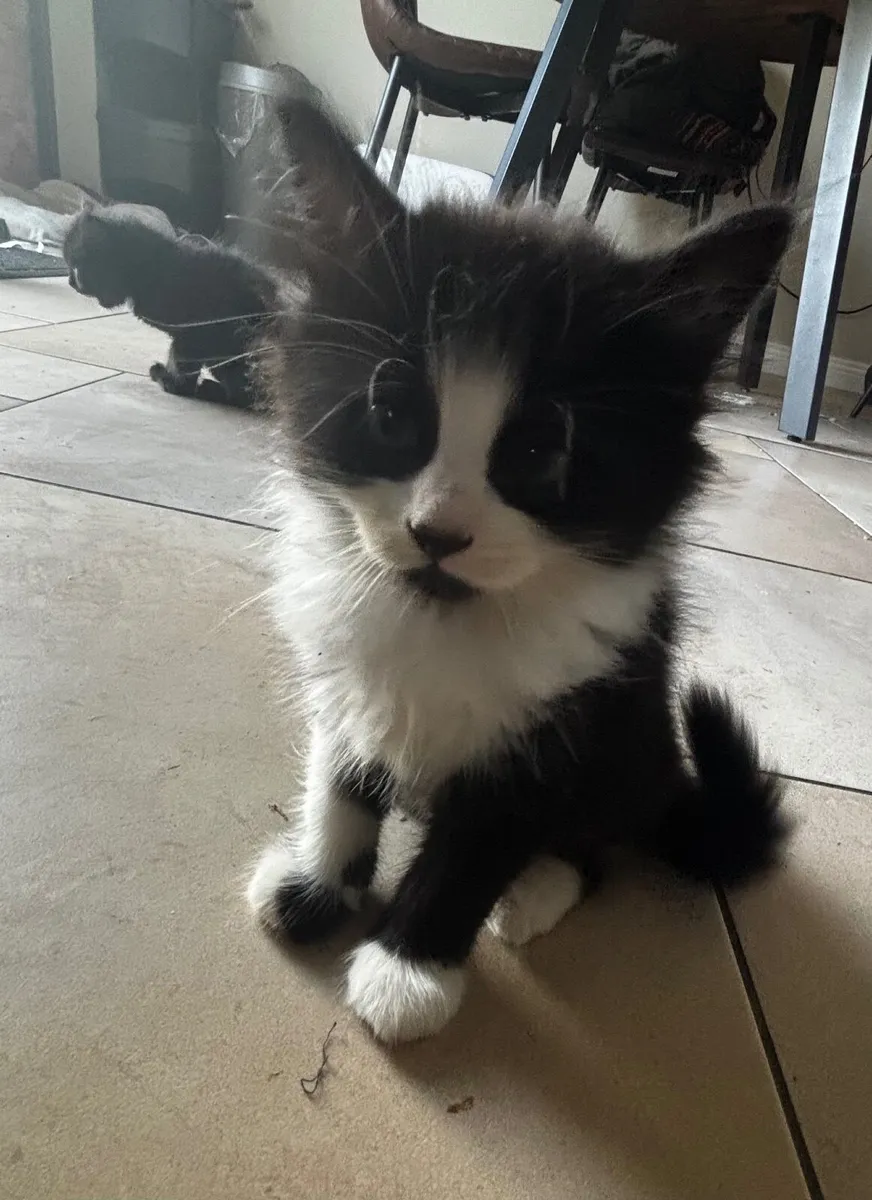 Kitten - Image 1