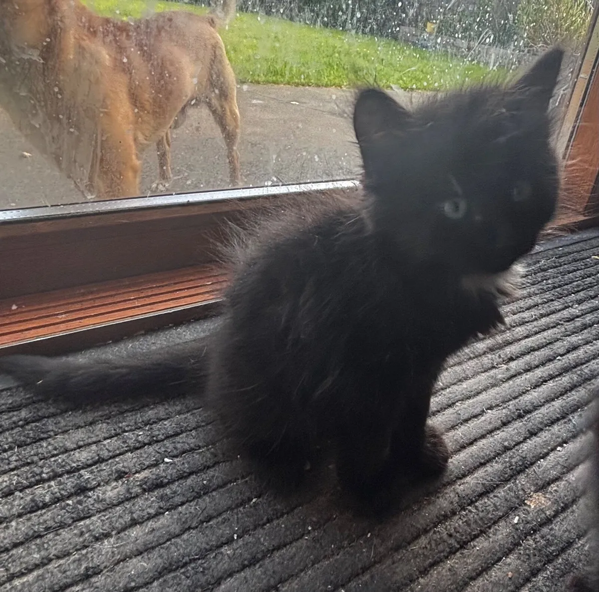 Kitten - Image 2