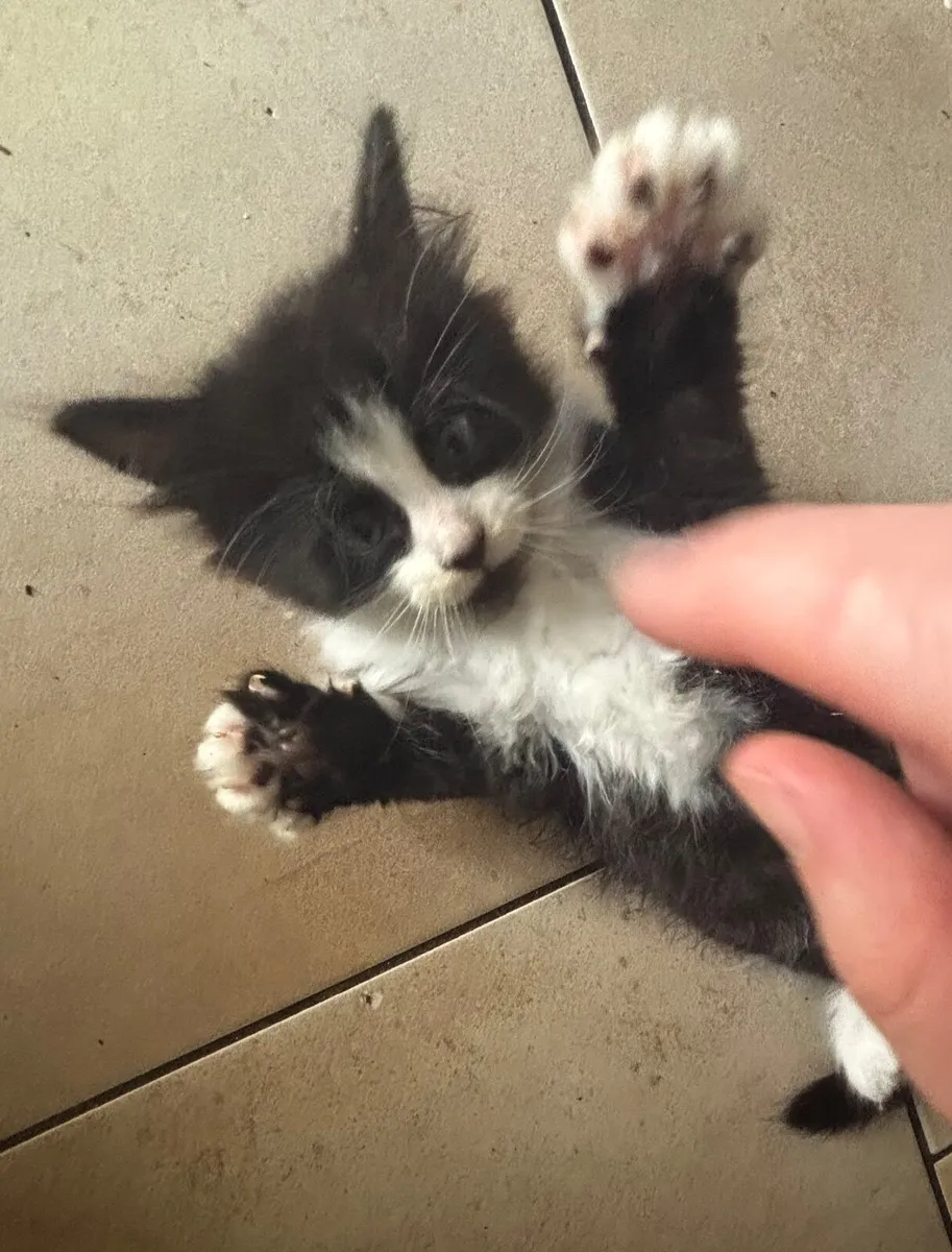 Kitten - Image 3