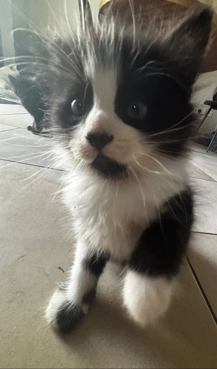 Kitten - Image 4