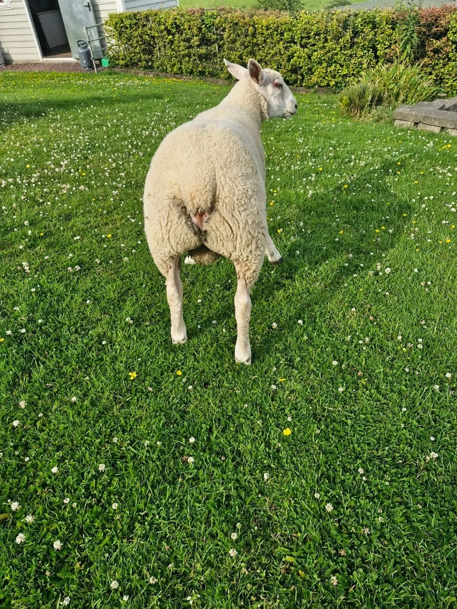 Hybrid ram lamb - Image 2
