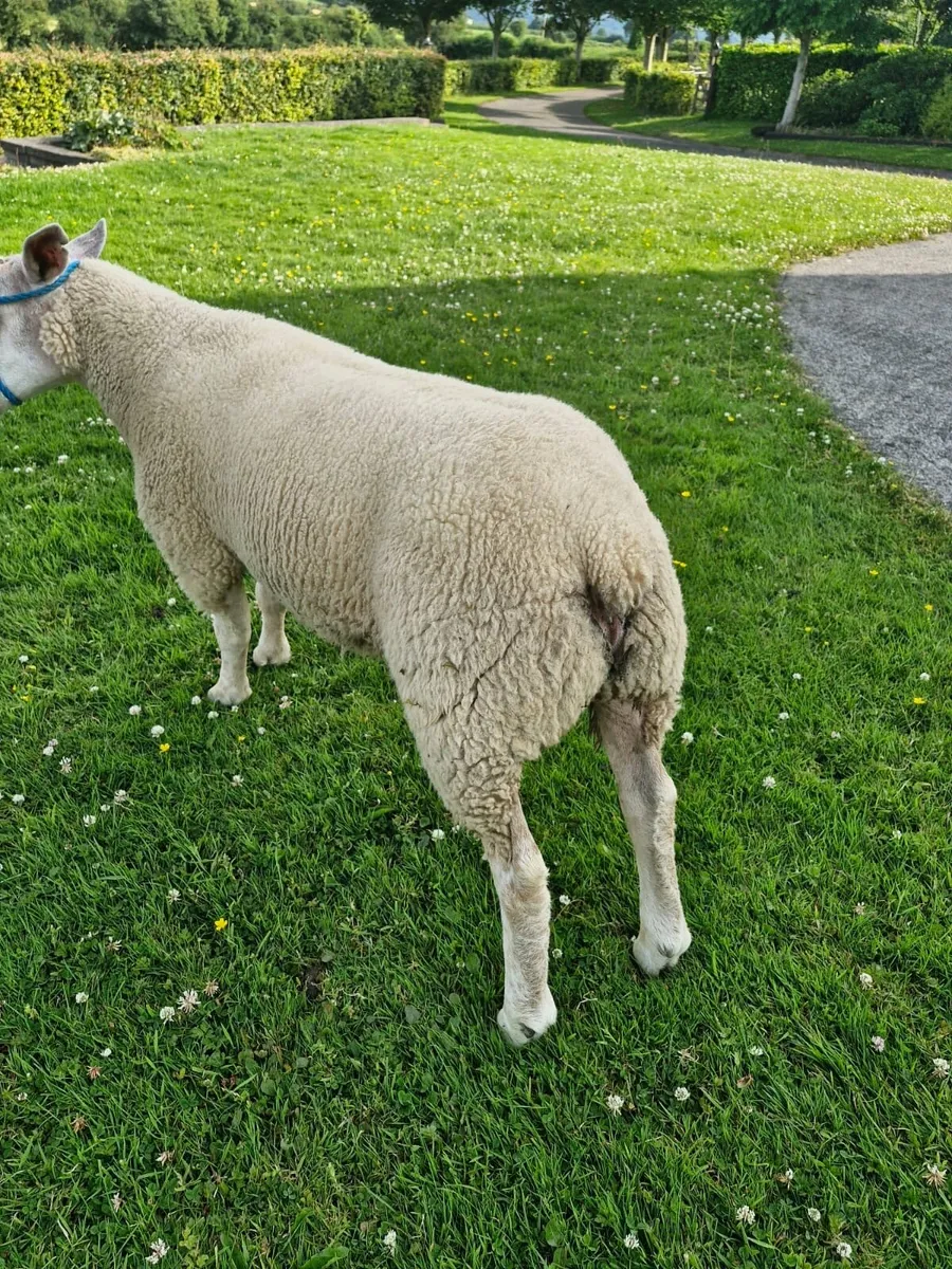 Hybrid ram lamb - Image 3