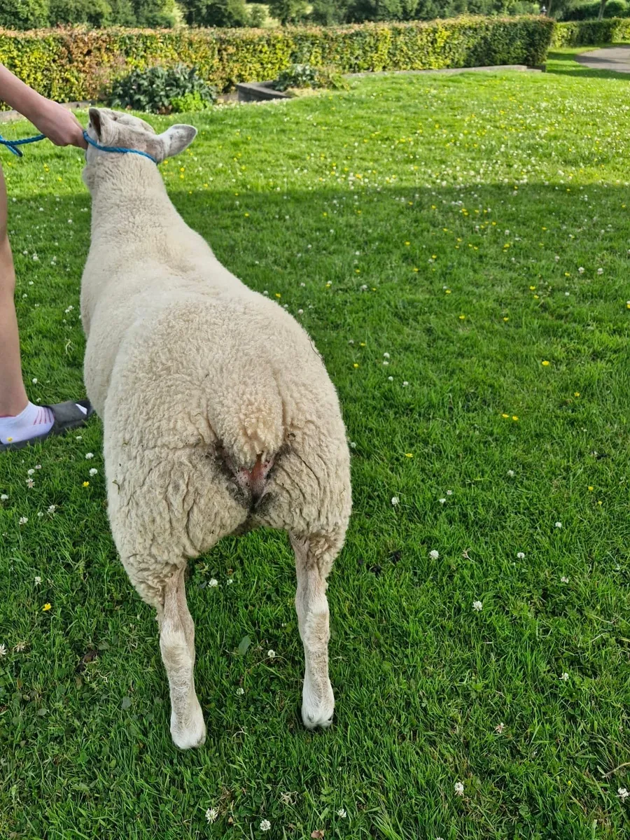 Hybrid ram lamb - Image 4