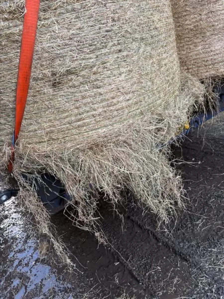 Round bales of New season June hay 🐎 - Image 2