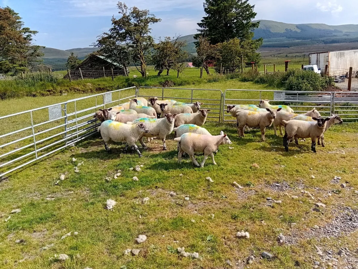Lambs for sale - Image 1