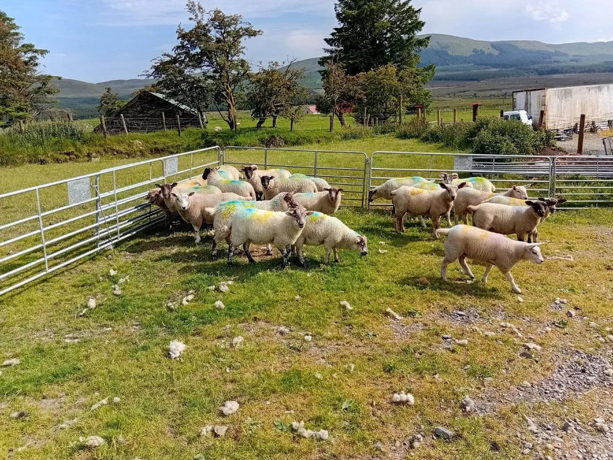 Lambs for sale - Image 2