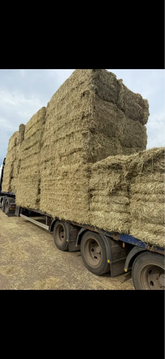 New season June hay in 8x4x3 bales of hay 🐎 - Image 4