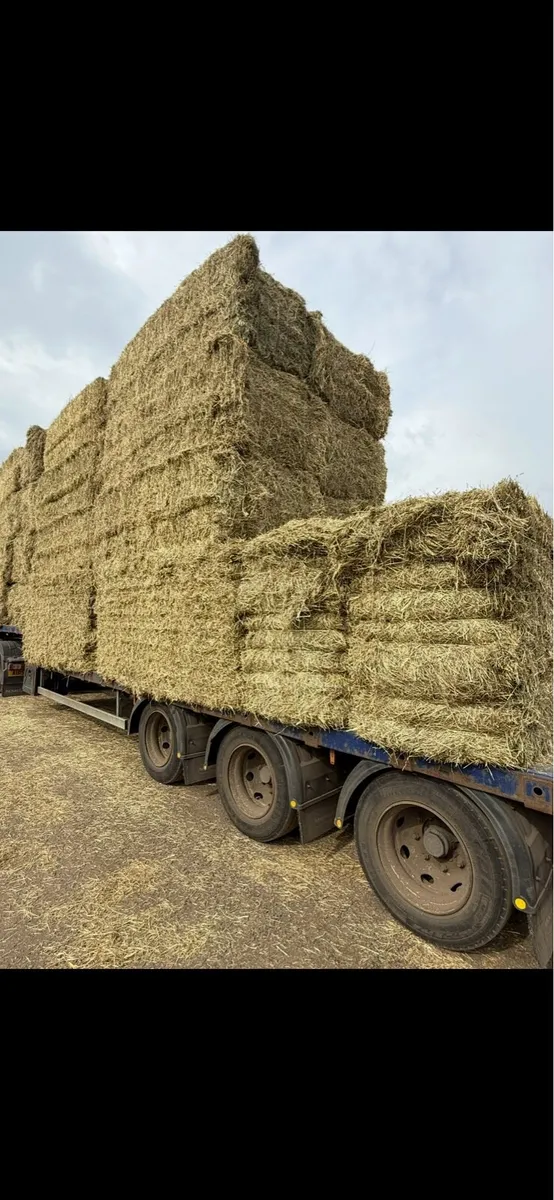 New season June hay in 8x4x3 bales of hay 🐎 - Image 1