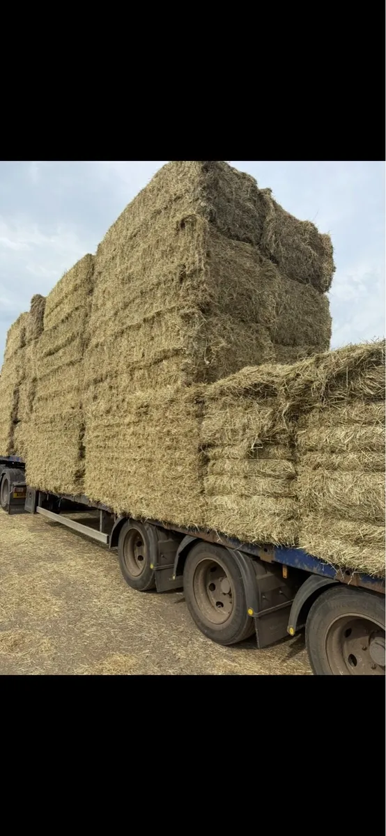 New season June hay in 8x4x3 bales of hay 🐎 - Image 3