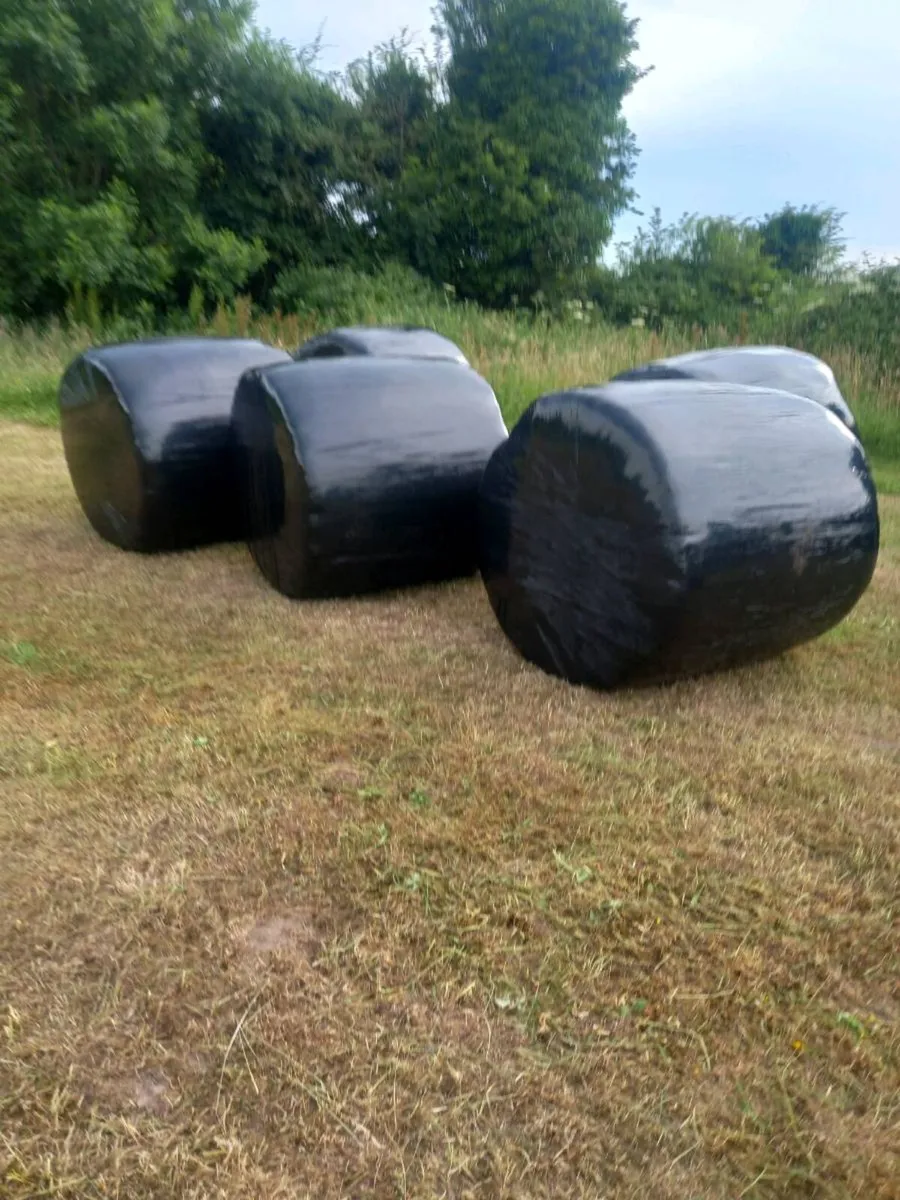 Baled Silage For Sale - Image 2