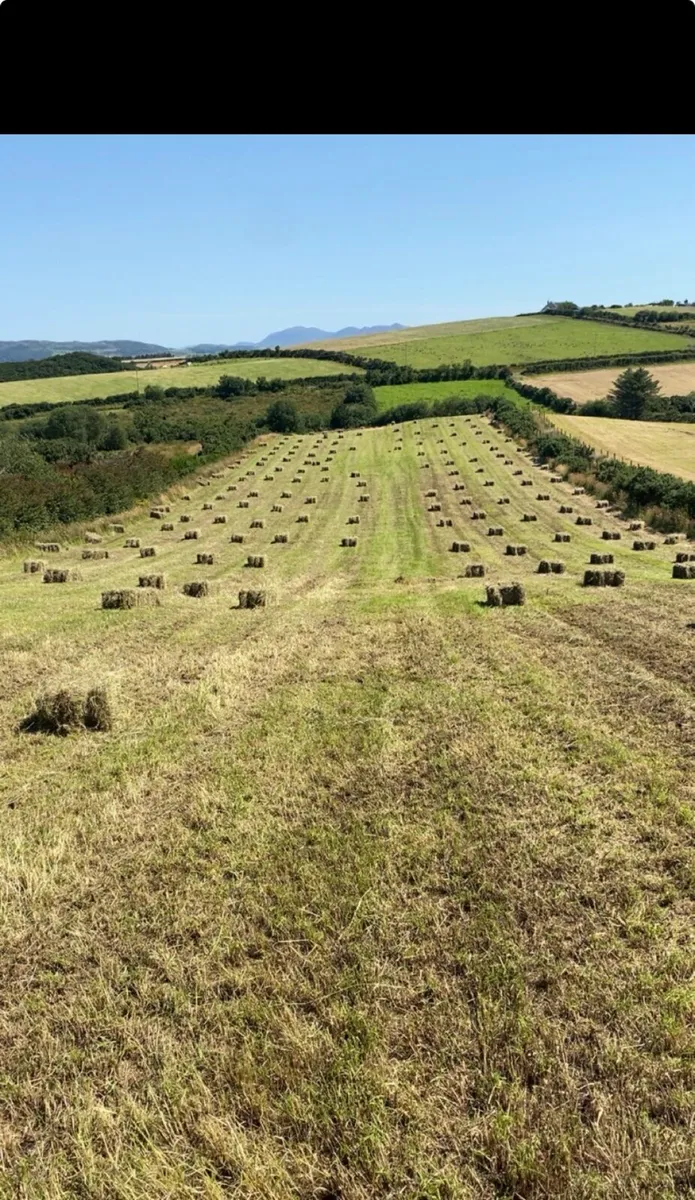 Small square bales - Image 2