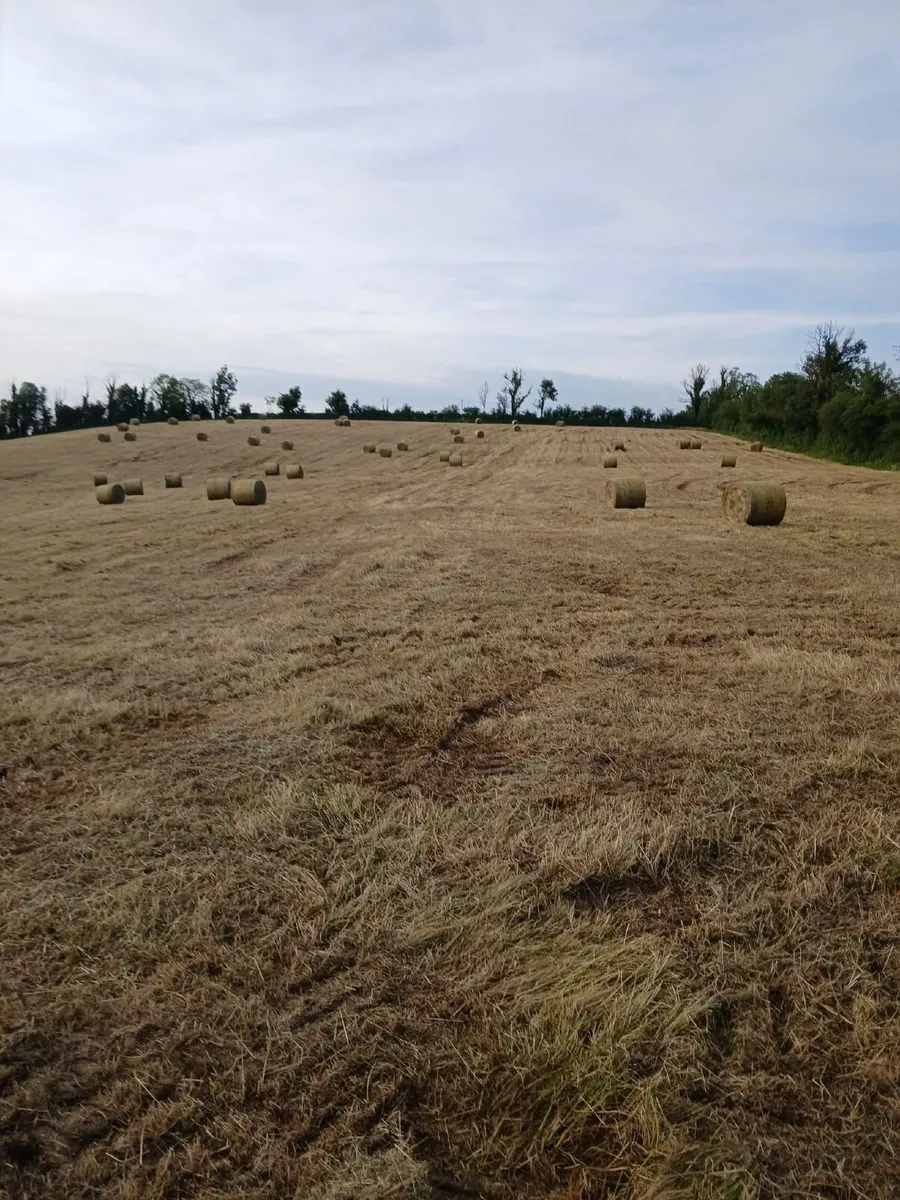Hay - Image 1
