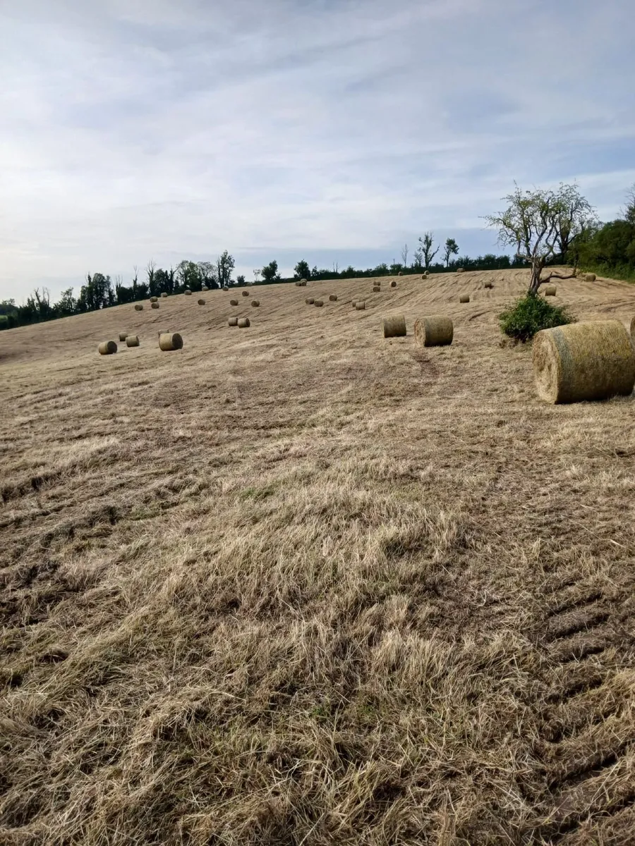 Hay - Image 2