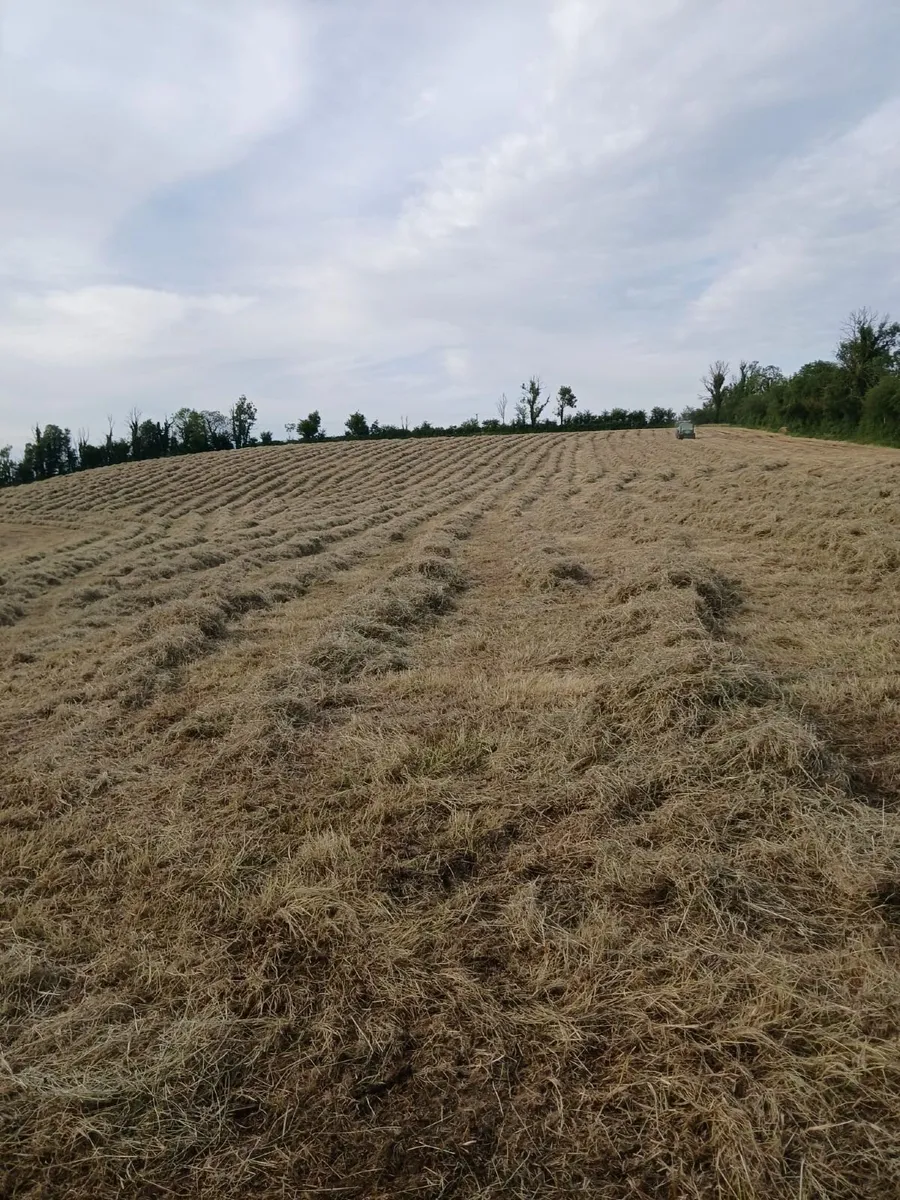 Hay - Image 3