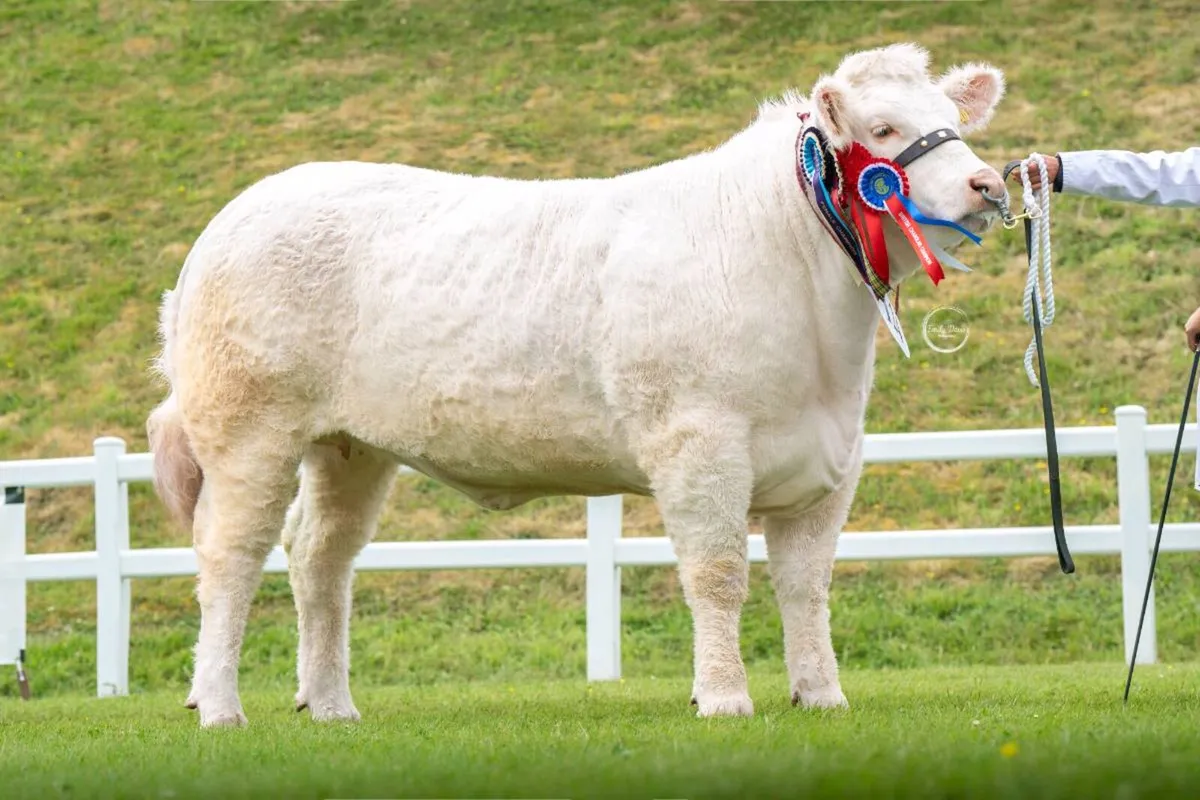 Charolais embryos - Image 1
