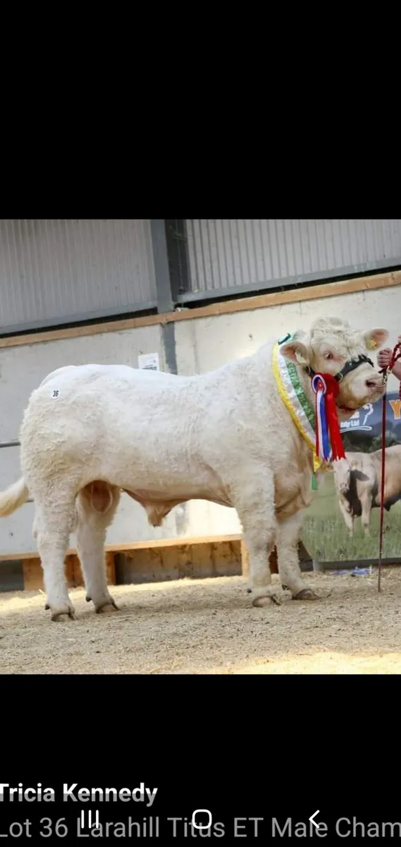 Charolais embryos - Image 2