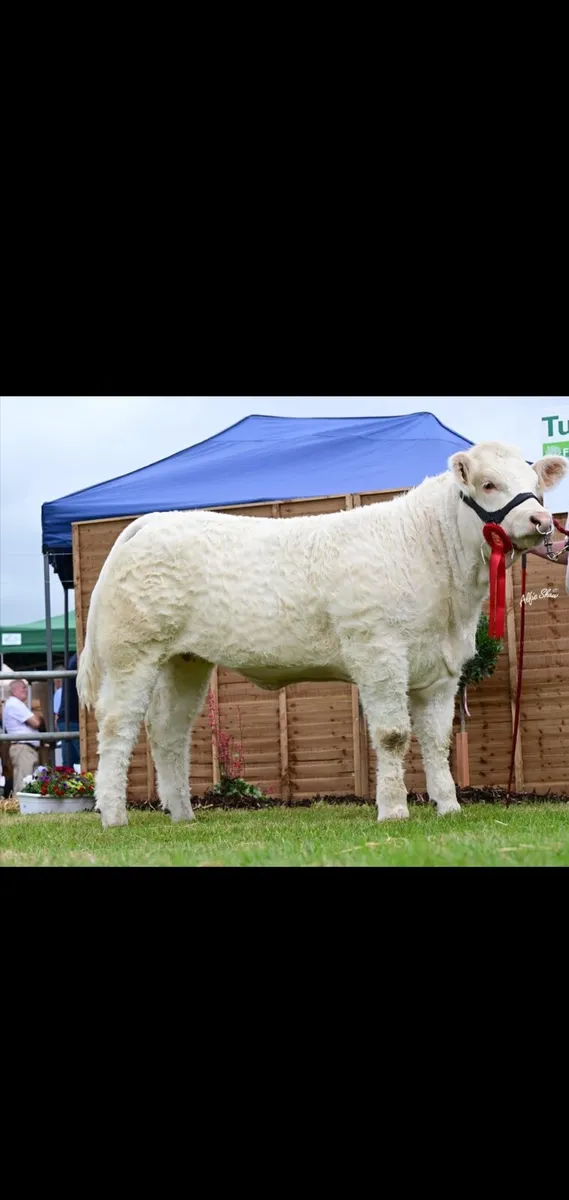 Charolais embryos - Image 4