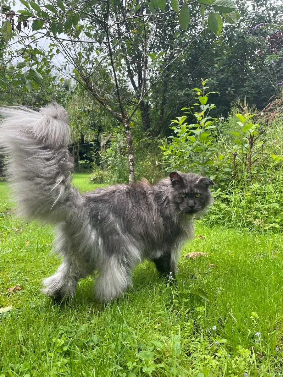 Maine Coon - Image 4