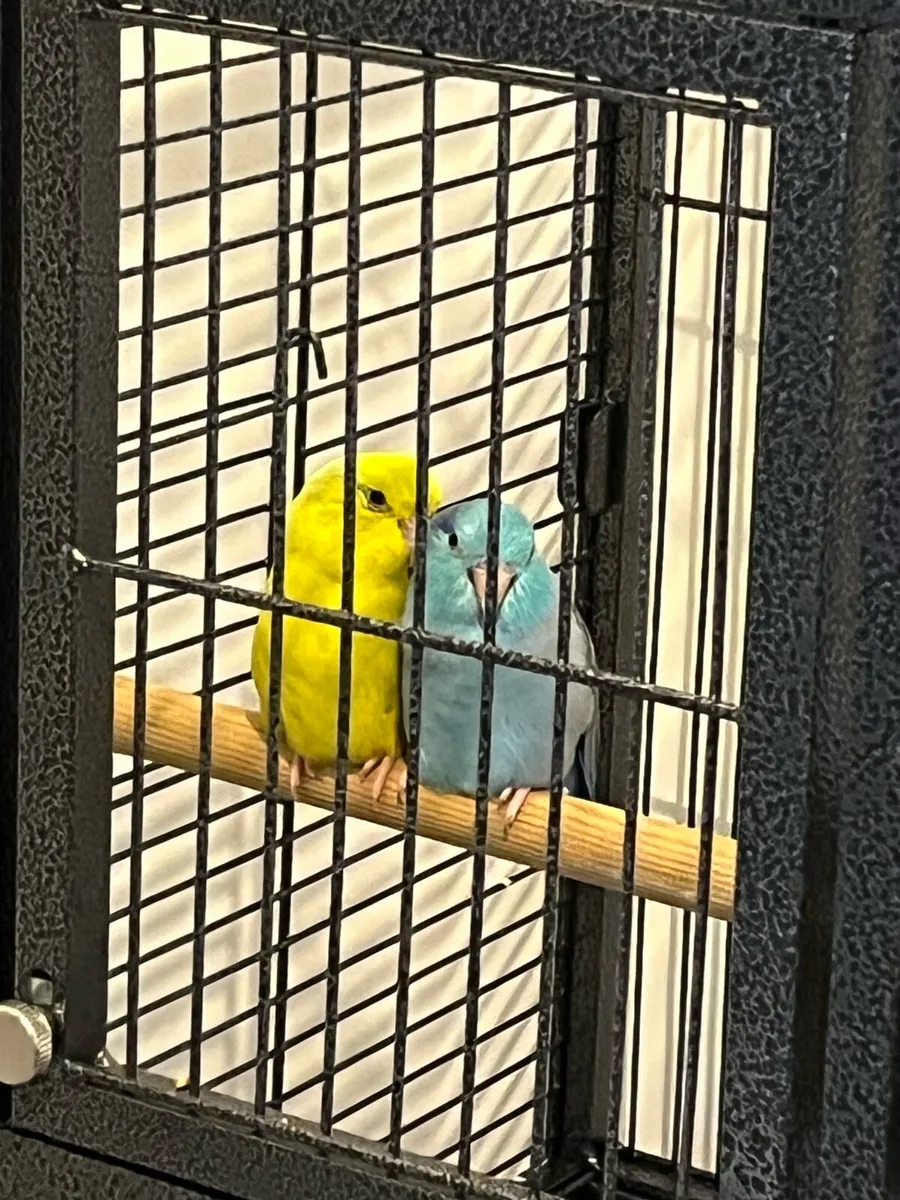 Bird- Parrotlet - Image 1
