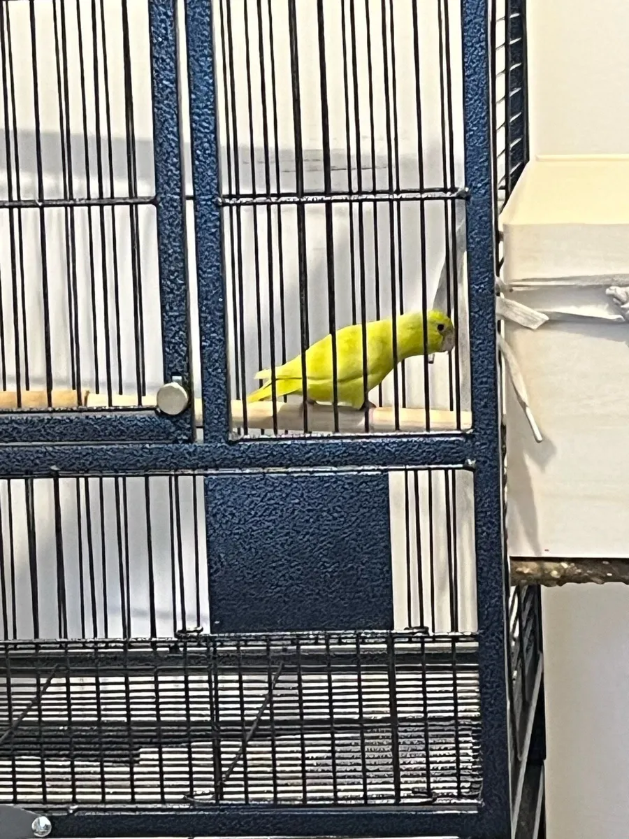 Bird- Parrotlet - Image 2