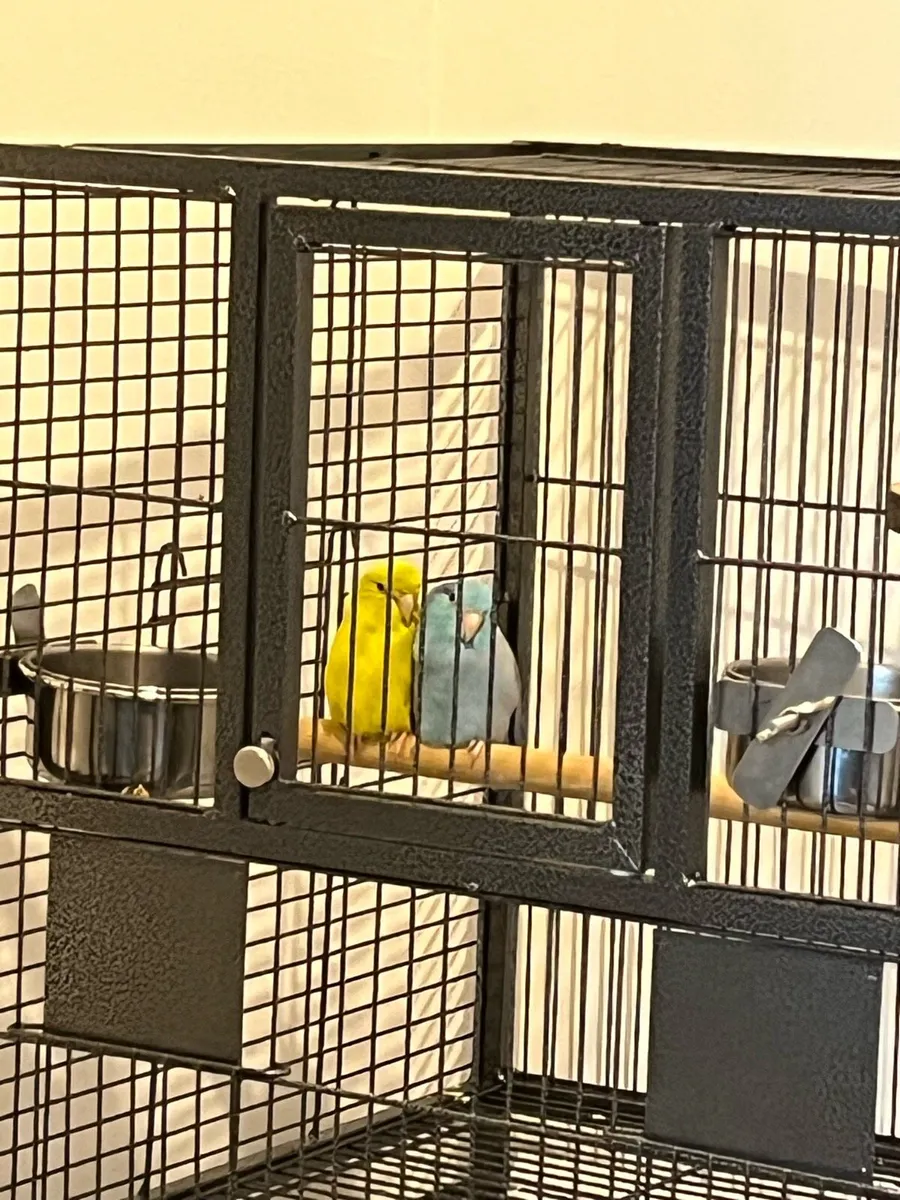 Bird- Parrotlet - Image 3