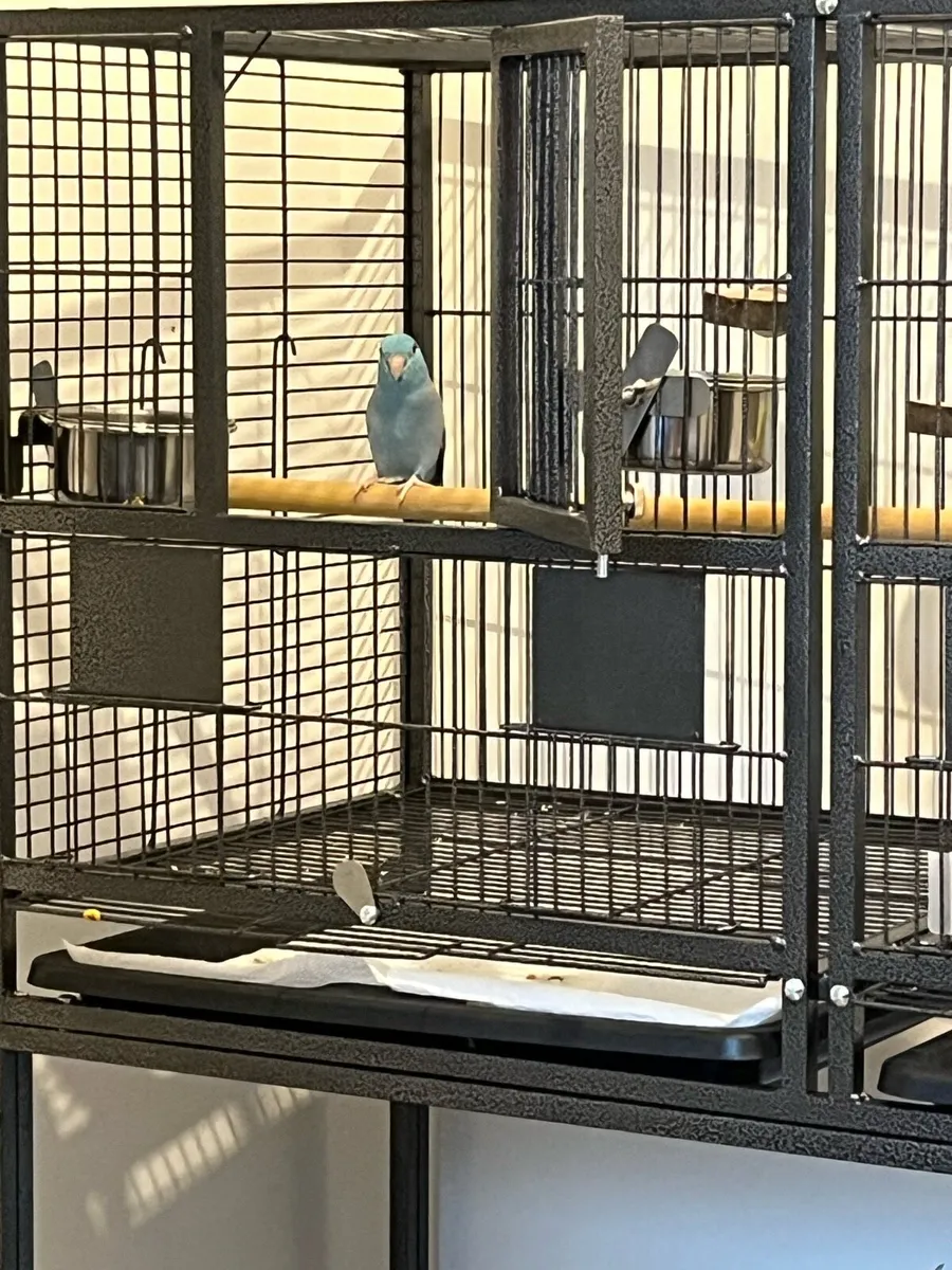Bird- Parrotlet - Image 4