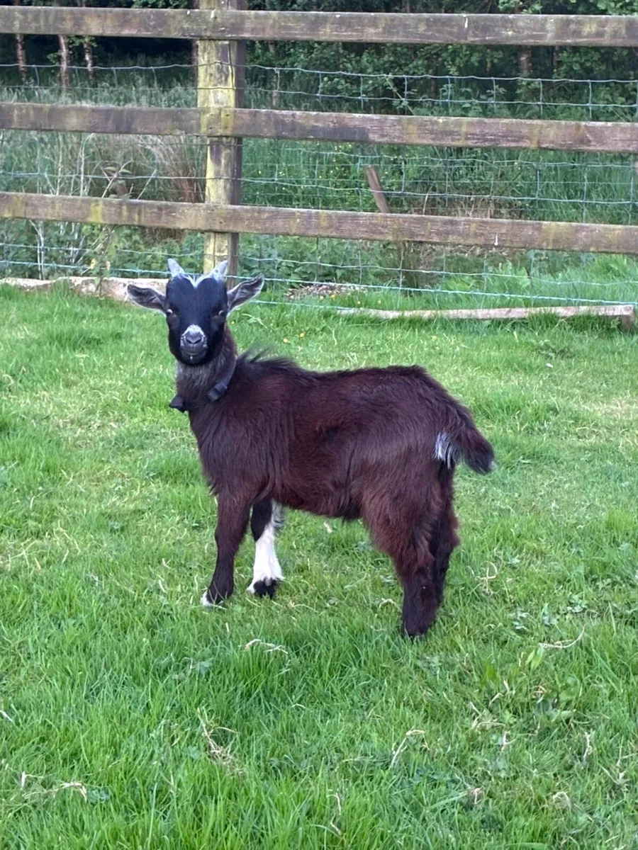 Pygmy buck goat - Image 1