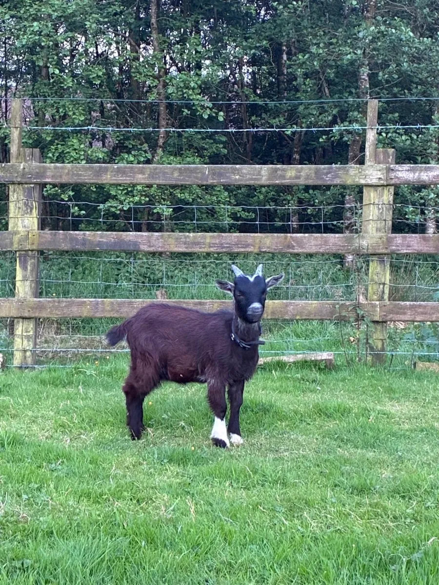 Pygmy buck goat - Image 2