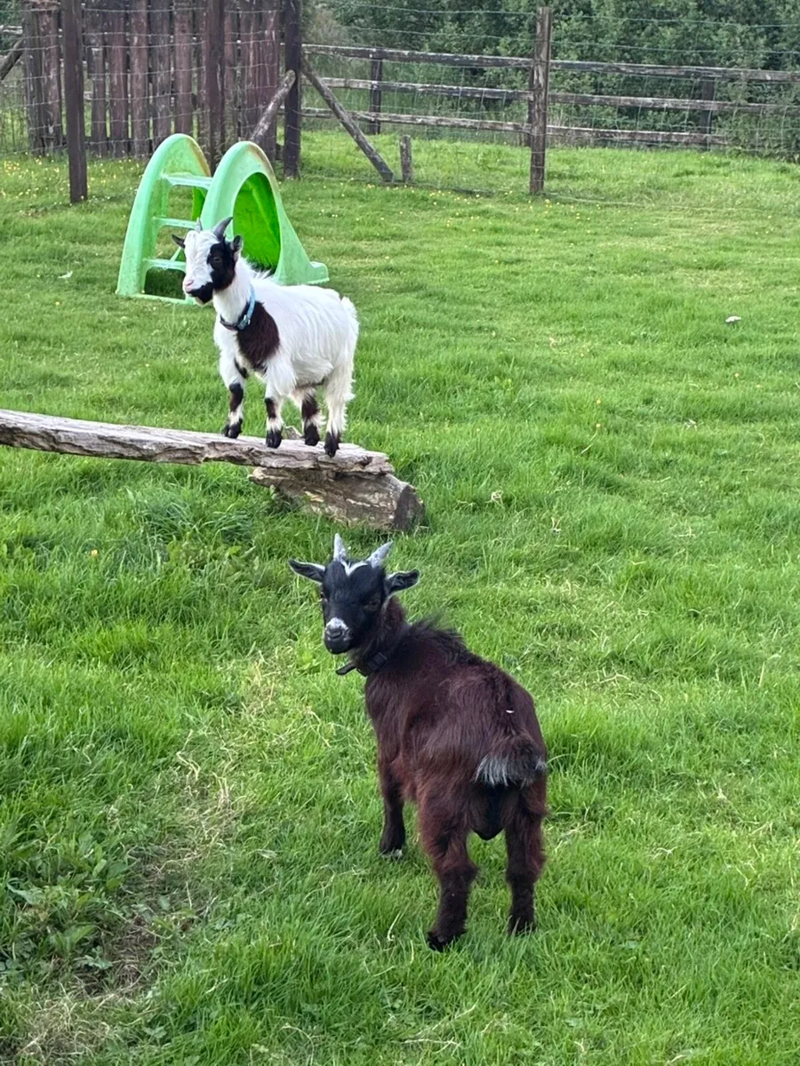 Pygmy buck goat - Image 3