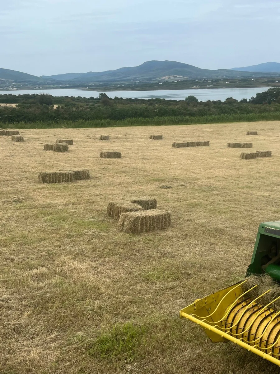 Square and round bales of hay for sale - Image 3