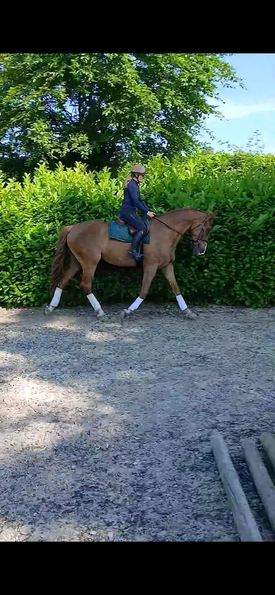 Horse - Image 1