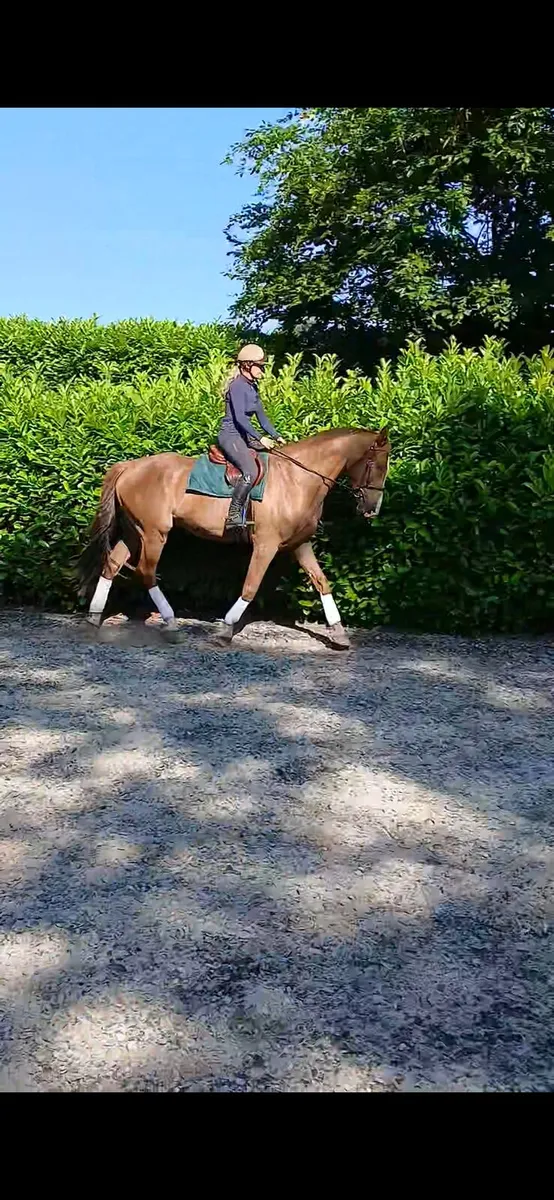 Horse - Image 2