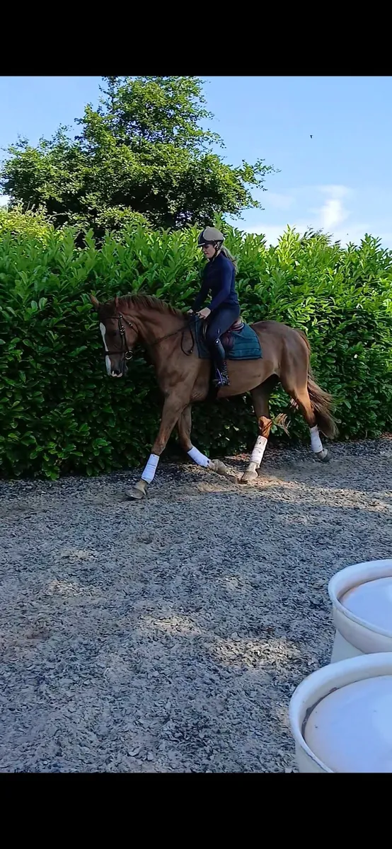 Horse - Image 3