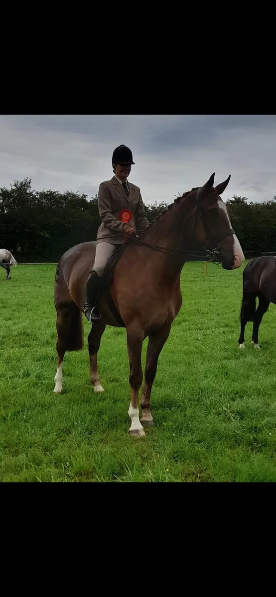 Horse - Image 4