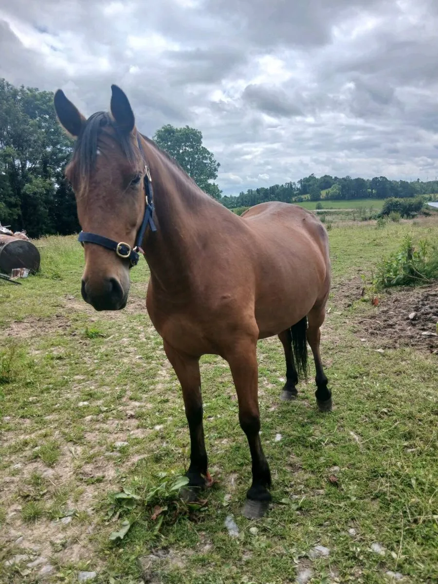 Horse - Image 1