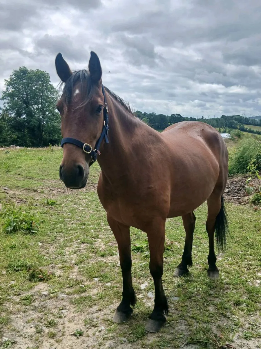 Horse - Image 2