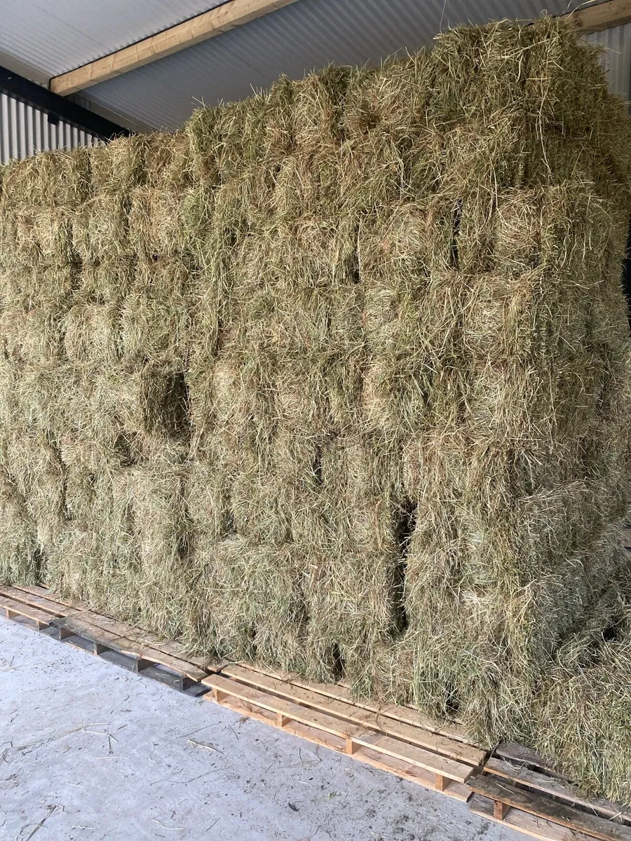 Hay