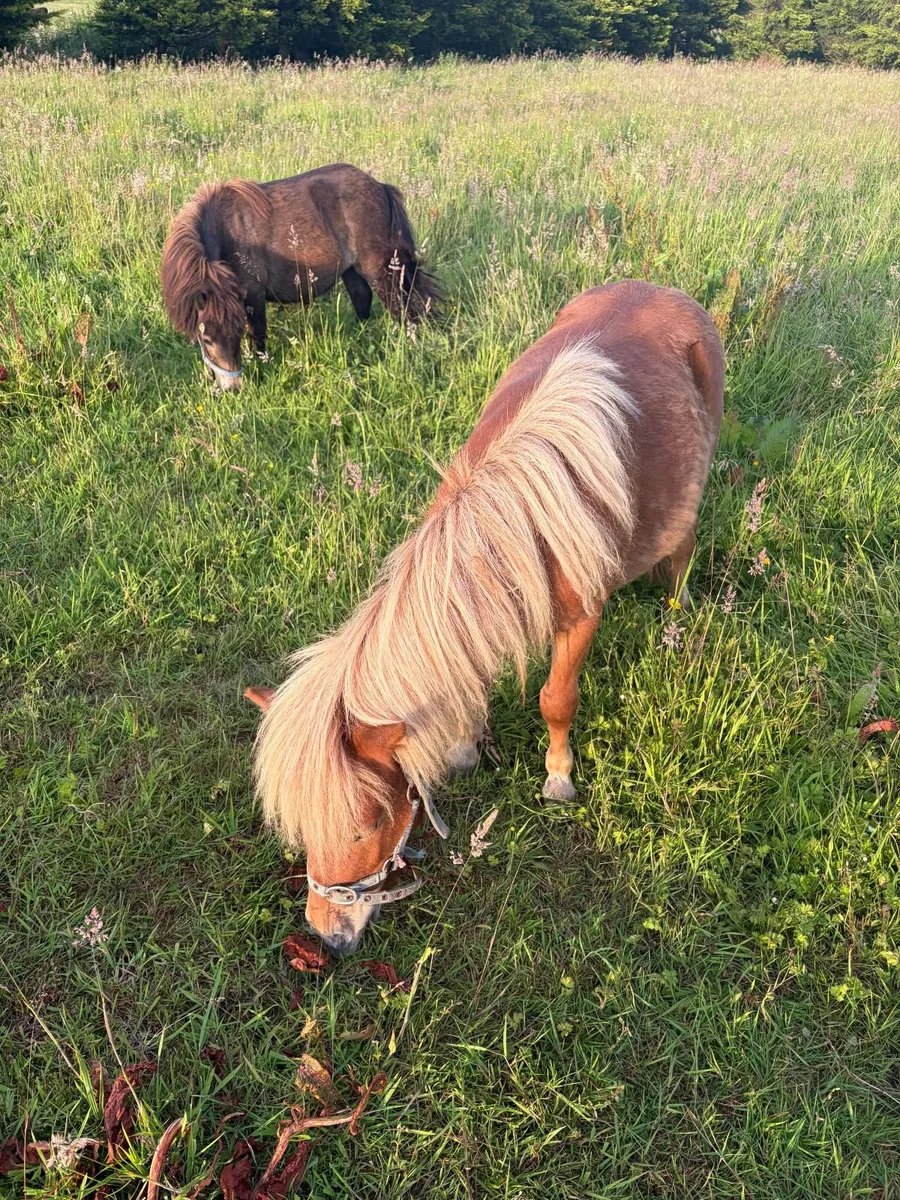Horse - Image 3